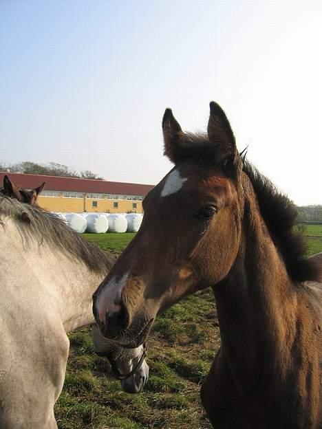 Dansk Varmblod Chi-Chi - Hendes hoved. Billedet er taget i sommeren 2005 . billede 2