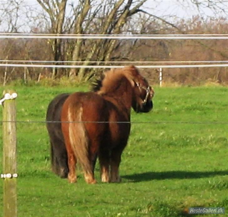 Shetlænder Møllebakkens Lukas - Efter fem min, og de to små leger allerede grimeleg :b billede 4