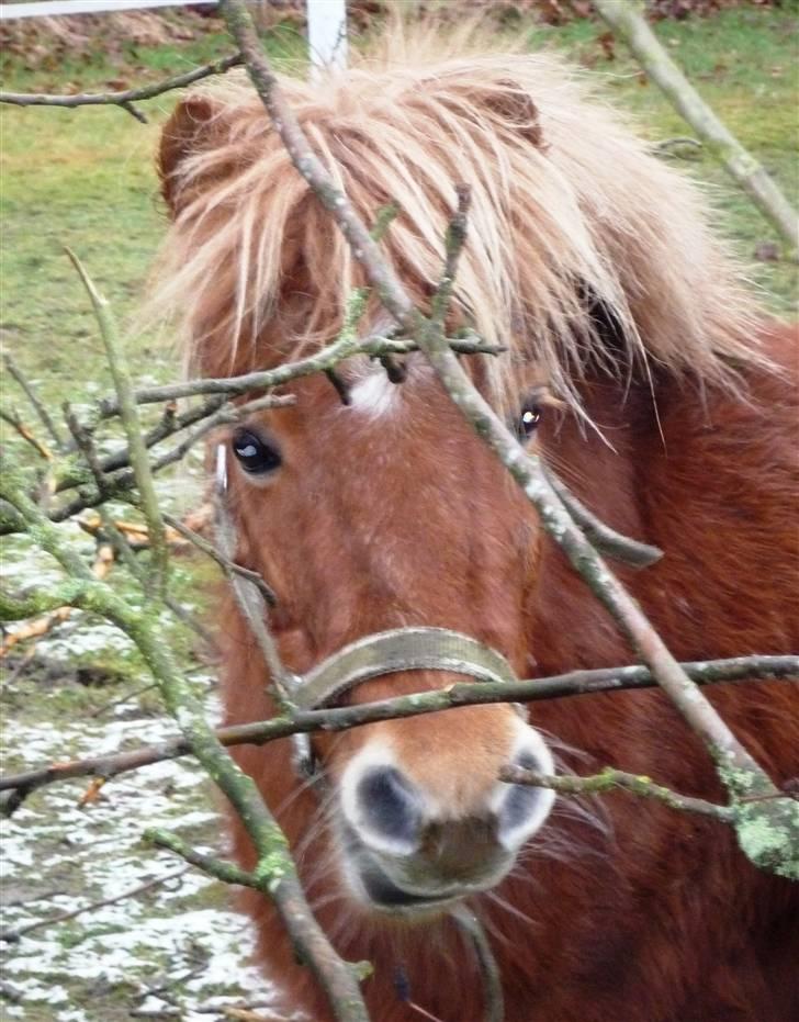 Shetlænder Møllebakkens Lukas - Han ser så dejlig ud her <333 Elsker den lille røde pony <´3 :´) billede 5