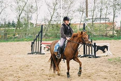 New Forest Fergie - Tænke tænke Michelle :) billede 6