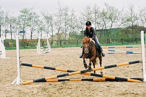 New Forest Fergie - Varmer op, til træning . billede 7