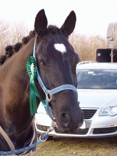 Anden særlig race Dark Shadow - Shadow med sin 5.plads fra Lb3en i Billund billede 12