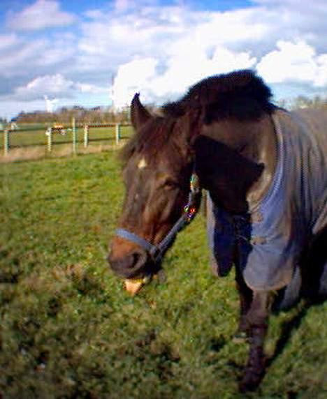 Oldenborg Joy -> R.I.P Altid savnet - Zzz.. Så træt man bliver nu hvor at man skal ind fra marken billede 3