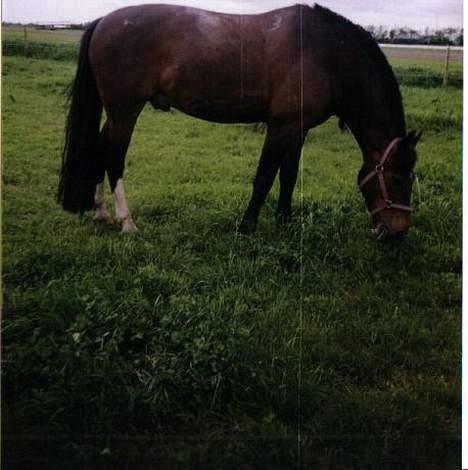 Oldenborg Joy -> R.I.P Altid savnet - Mmmm, det er dejligt med noget græs billede 4