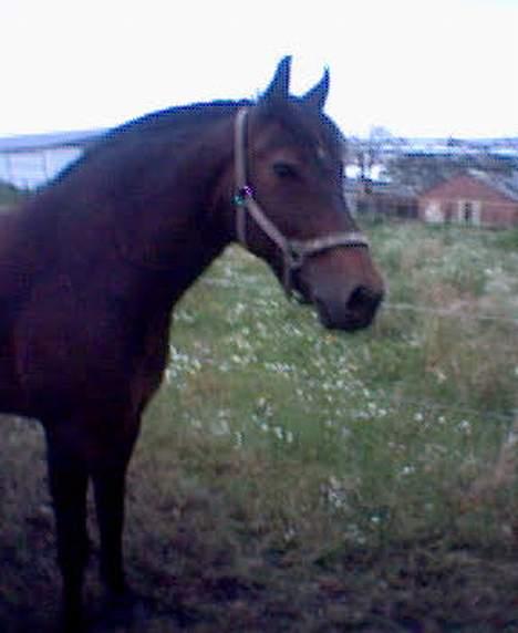 Oldenborg Joy -> R.I.P Altid savnet billede 5