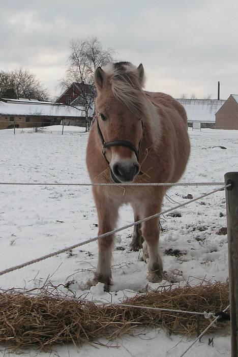 Fjordhest Lotte *død* billede 15