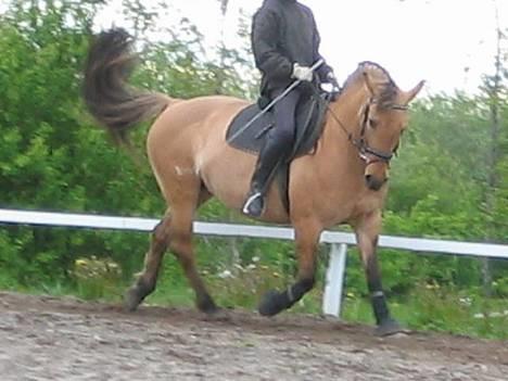 Anden særlig race Bella<,3 - Velkommen til min profil (: .. Håber du lii kigger alle billederne igennem og giver en kommentar .. billede 1