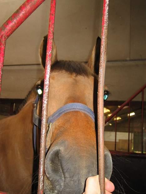 Anden særlig race Bella<,3 - Kuk kuk! billede 4