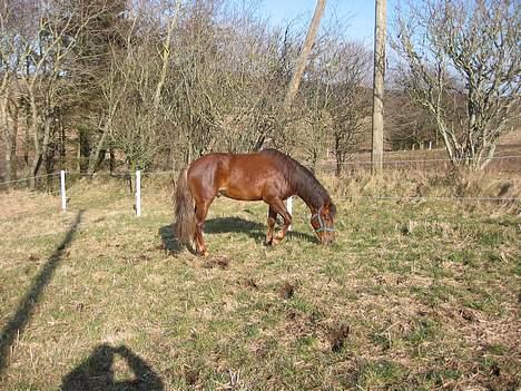 Anden særlig race Zantox billede 6