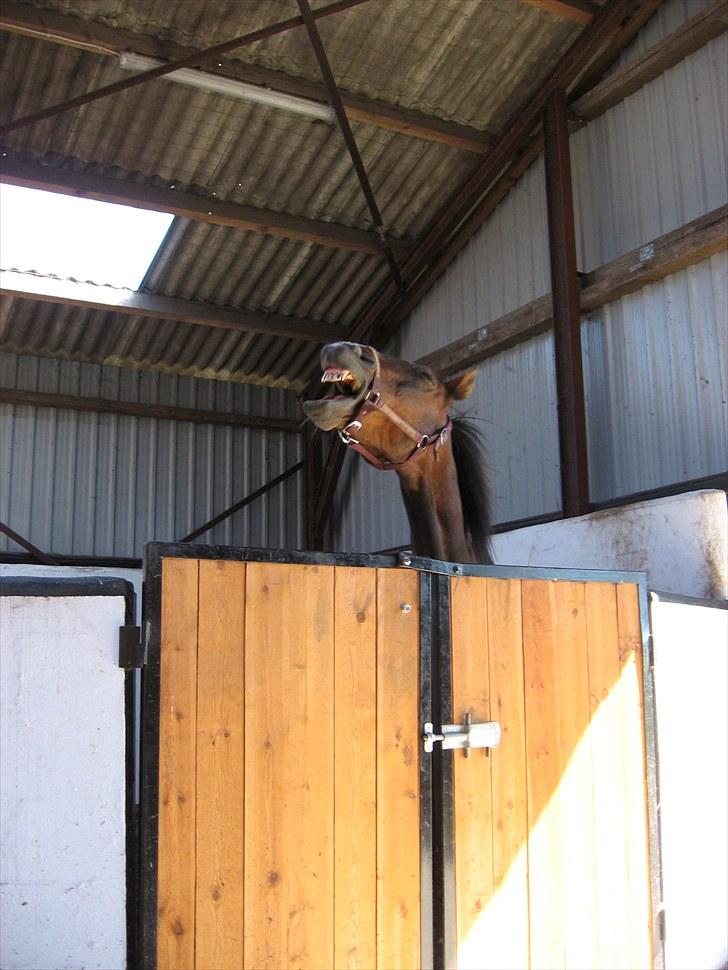 Traver Pampas Crown - 1/7-2010: Så træt efter at have haft besøg af tandlægen. billede 4