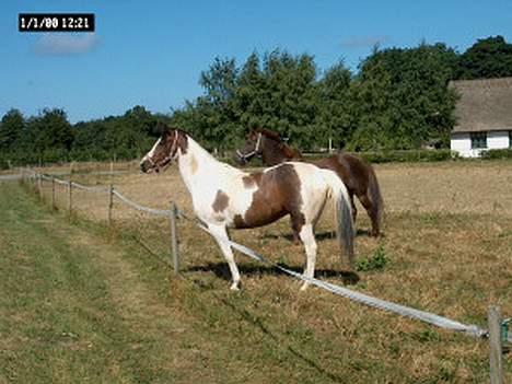 Pinto  Dixie  †020698-270214† - Dixie , og min søster´s pony , Happy Hour .  billede 4