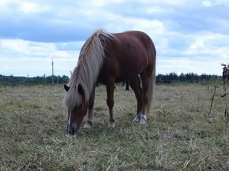 Islænder Vægir Fra Lønne billede 20