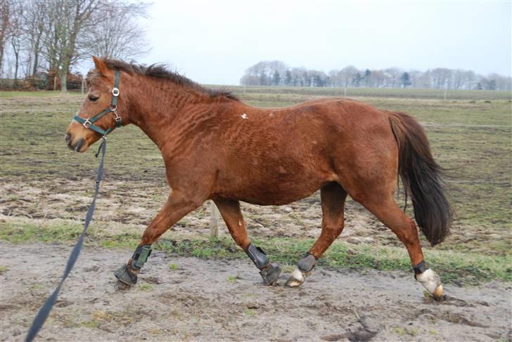 Anden særlig race »Freja <3 « † Sov sødt † - Freja i longe for 2. gang efter sneen forsvandt :o) Hun nyder at komme igang igen! :D 27/3-10 billede 6