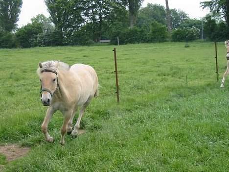 Fjordhest Anakin *SOLGT* - Et lile sommer billede fra han var 2. billede 2
