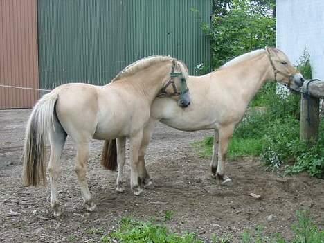 Fjordhest Anakin *SOLGT* - En hoppe til bedækning, det var en prøve da han kun var 2, men der kom et dejligt hoppeføl ud af det. billede 3