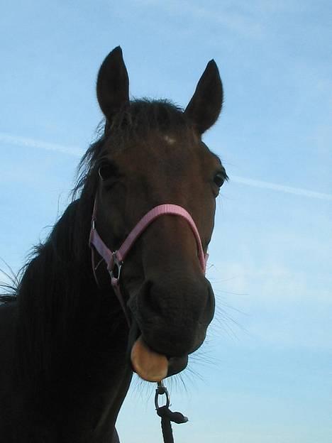 Anden særlig race Sebastian<'3 solgt:'( - Sebastian i fræk tilstand billede 1