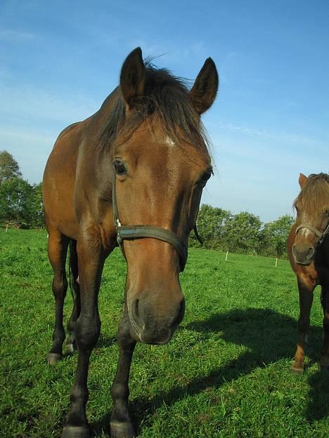 Anden særlig race Sebastian<'3 solgt:'( - Sebastian´s hoved .. billede 2