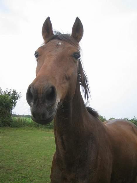 Anden særlig race Sebastian<'3 solgt:'( - Sebastian. billede 3