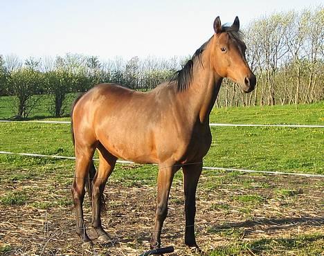 Anden særlig race Sebastian<'3 solgt:'( - Vidunderet.. billede 5