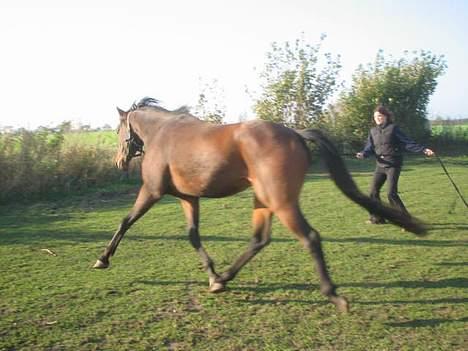 Anden særlig race Sebastian<'3 solgt:'( - Fri trav. billede 6
