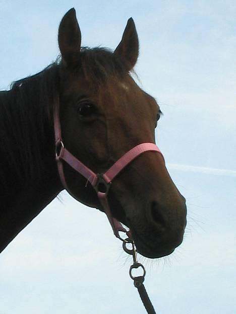 Anden særlig race Sebastian<'3 solgt:'( - Kig, bedøm, han er dejliig .. Sebastian ..<,3 billede 7