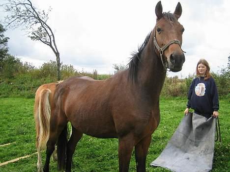 Anden særlig race Sebastian<'3 solgt:'( - Bassemanden <,3 billede 8