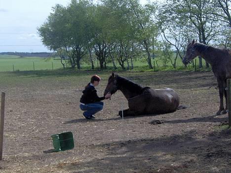Anden særlig race Sebastian<'3 solgt:'( - Viildt ?.. billede 10