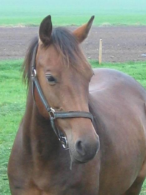 Anden særlig race Sebastian<'3 solgt:'( - Ush , han er fin! :D billede 11