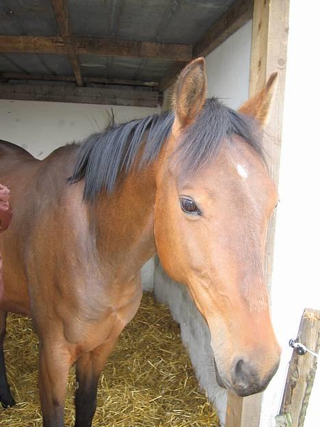 Anden særlig race Sebastian<'3 solgt:'( - Sebastian i profil (: billede 12