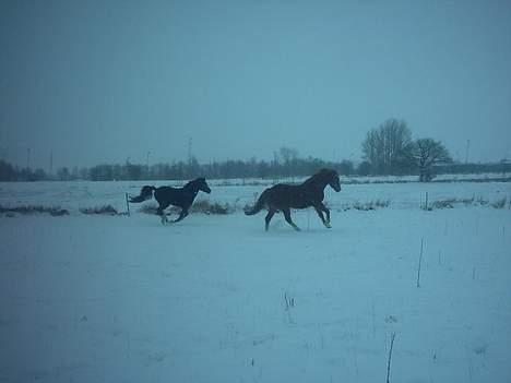 Anden særlig race Starlight Moon   - starlight moon bagerest og solos facet forest - Taget af: Mig billede 15