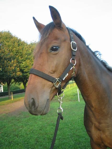 Anden særlig race Sebastian<'3 solgt:'( - Elsker den hest billede 14