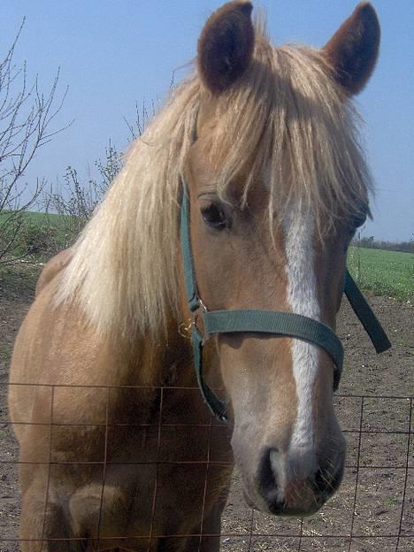 Haflinger James <,3 Minegen<'33 - Den bette frækkert ( : billede 1