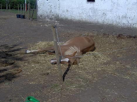 Haflinger James <,3 Minegen<'33 - Hehe<333 billede 2