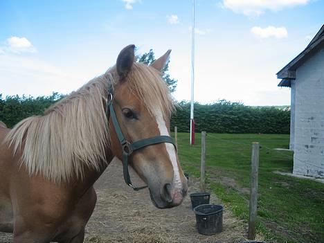 Haflinger James <,3 Minegen<'33 - James him self (: billede 3