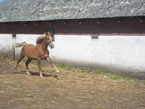 Haflinger James <,3 Minegen<'33 - James da de lige var kommet ud på den nye gård.. billede 4