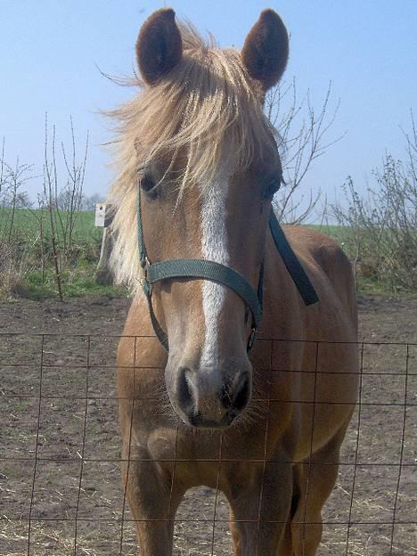Haflinger James <,3 Minegen<'33 - James´s hovede.. billede 5