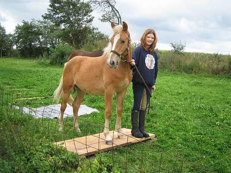 Haflinger James <,3 Minegen<'33 - Mig og James . Står han ik flot ? billede 6
