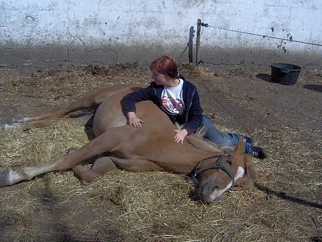 Haflinger James <,3 Minegen<'33 - James kan også være meget trær...<3Som i ser her... billede 7