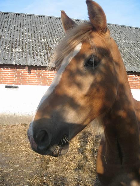 Haflinger James <,3 Minegen<'33 - James der få øje på noget. billede 8