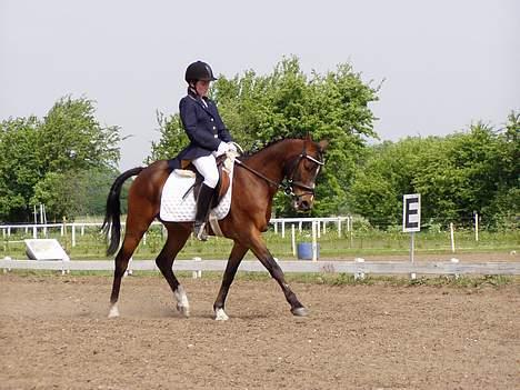 Anden særlig race Filur rakosi  solgt - dressur stævne sommer 05 billede 3