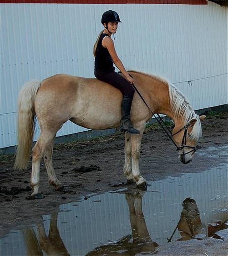 Tyroler Haflinger Gabriella Elghuset - Nordan år 2007 billede 6