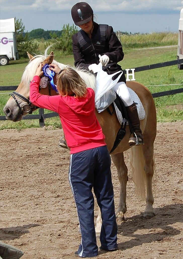 Tyroler Haflinger Gabriella Elghuset - gammelt billed af mig og gaby, dengang vi boede på sjælland..  billede 7