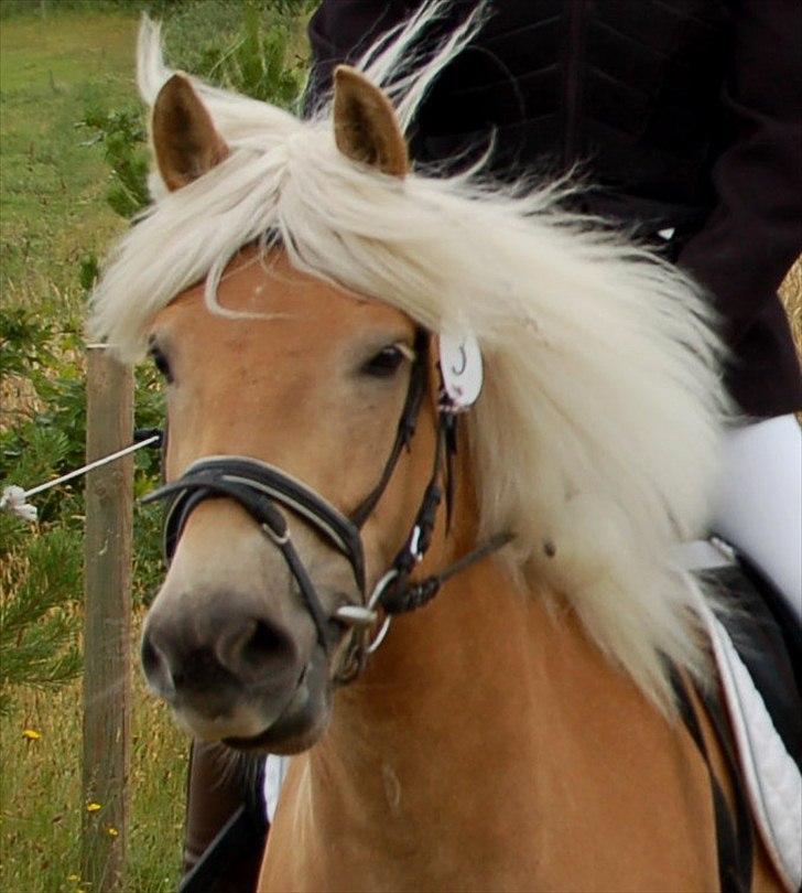 Tyroler Haflinger Gabriella Elghuset - Den smukke..  billede 8