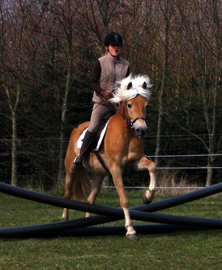 Tyroler Haflinger Gabriella Elghuset - D.13.4.2008 billede 10