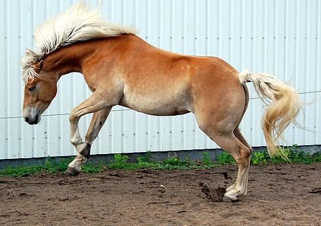 Tyroler Haflinger Gabriella Elghuset billede 11