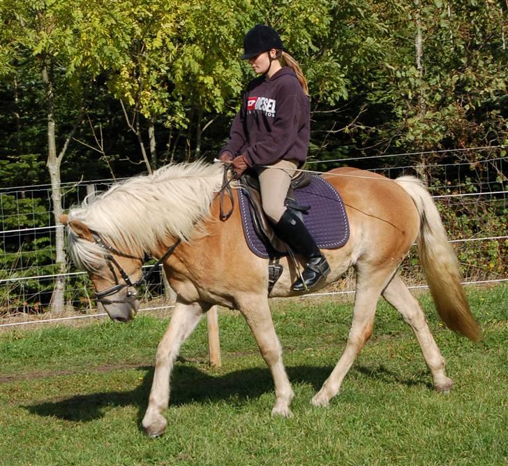 Tyroler Haflinger Gabriella Elghuset - 04.10.08 - mig og gaby billede 12