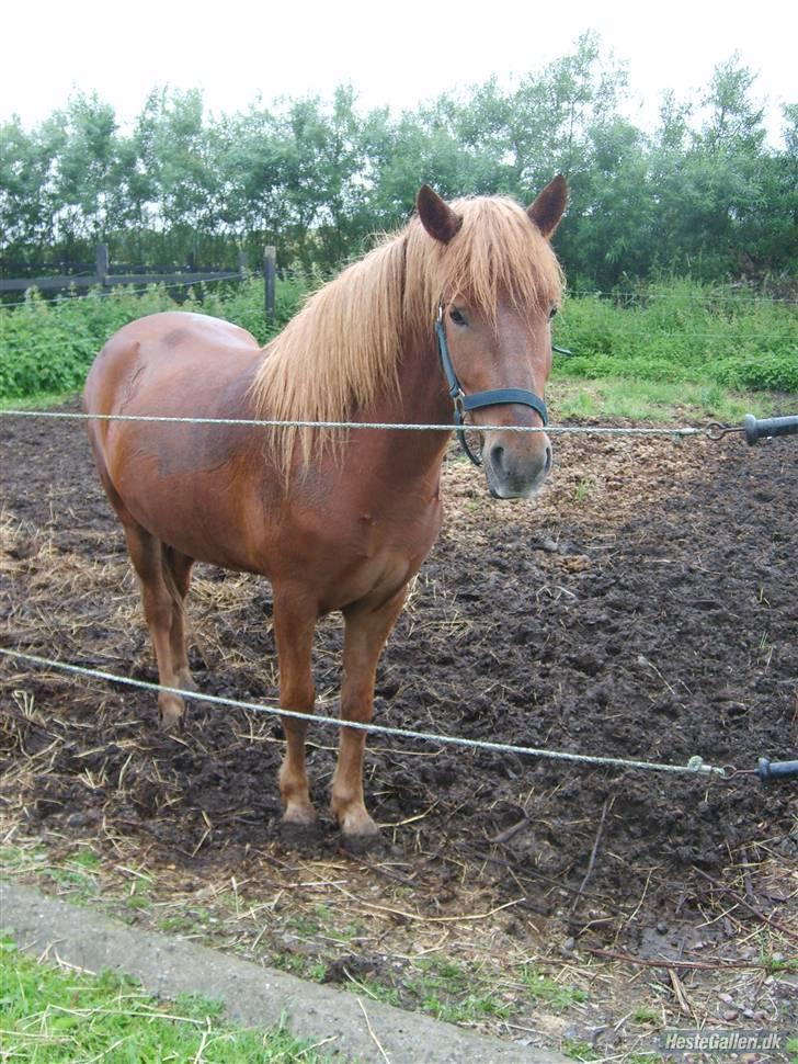 Islænder Mosa (Solgt) - Mosa i tilridning ved Lipo, Foto : Juliet P billede 7