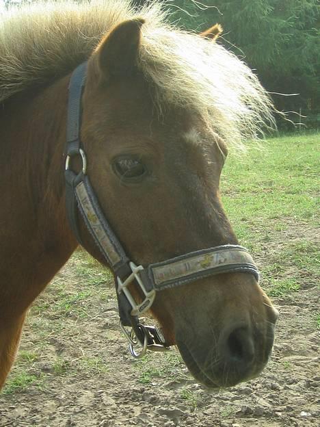 Shetlænder Tarzan <,3 SOLGT - Tjek lige den grime ! billede 1