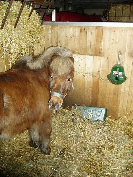 Shetlænder Tarzan <,3 SOLGT - Hans krybbe ligger på gulvet pga. Zodiac har været løs om natten .. billede 2