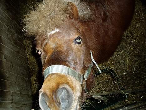 Shetlænder Tarzan <,3 SOLGT - Kig op bette mand 8) billede 3
